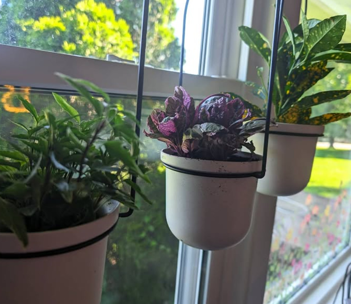 life in pot
